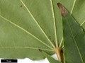 SpeciesSub: subsp. okamotoanum